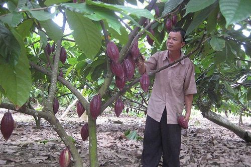 Ngành ca cao: Thiếu chiến lược dài hơi