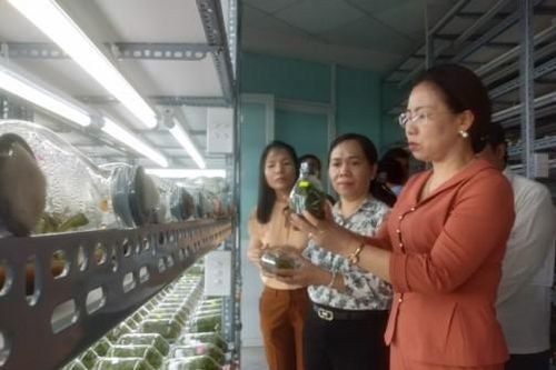 TP.HCM: Nông nghiệp công nghệ cao biến đất cằn, ruộng hoang thành cánh đồng tiền tỷ