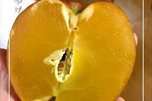 Tiết lộ về loại táo trong như mật ong, nhà giàu đổ tiền tỷ mua ăn