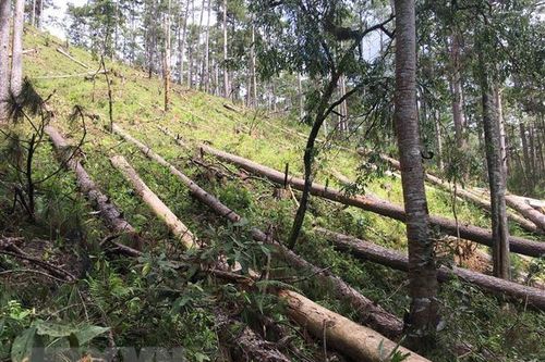 Bảo vệ rừng vùng giáp ranh 3 tỉnh Quảng Nam, Quảng Ngãi và Kon Tum