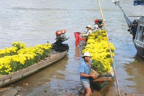 Mùa hoa Tết nhiều nỗi lo