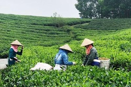 Nâng cao giá trị cây chè từ mô hình sản xuất an toàn