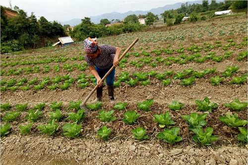 Mở rộng diện tích cây vụ Ðông