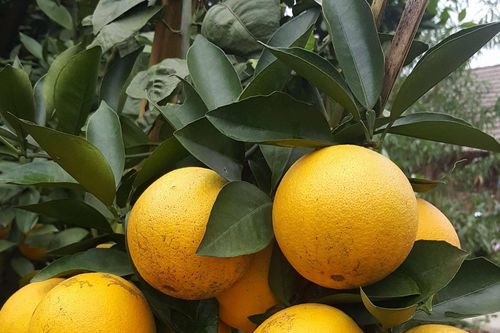 Cam ra 'trái ngọt', Hà Giang tính chuyện dài hơi hơn