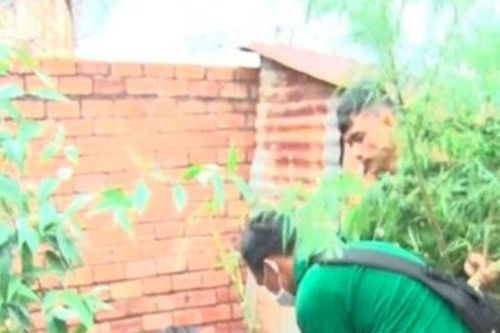 Phát hiện thanh niên trồng cây cần sa trong vườn