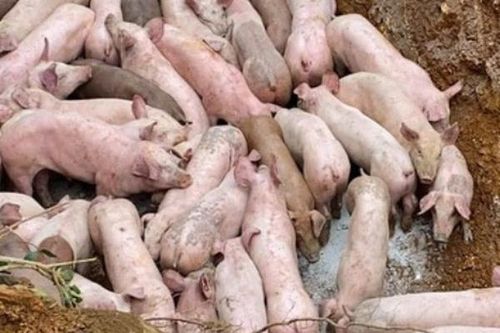 Triệu tập người vứt bỏ đàn lợn gần 100 con bị bệnh bên vệ đường ở Thanh Hóa