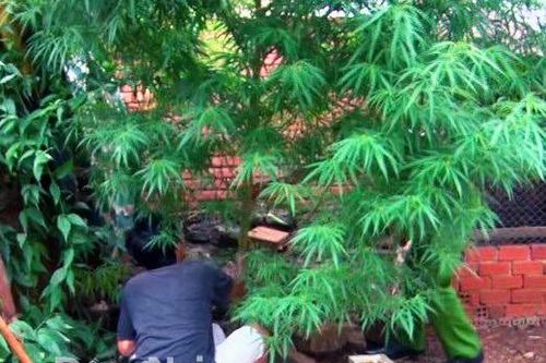 Phát hiện cây cần sa cao 3 mét trong vườn nhà dân