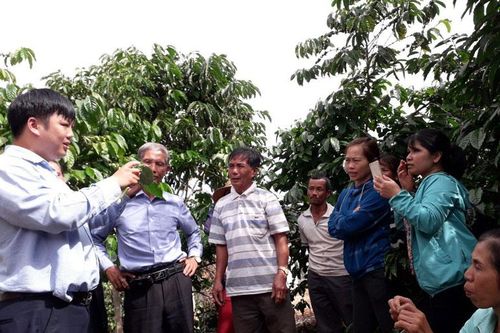 Xây dựng 165 mô hình sản xuất cà phê bền vững