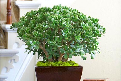 5 loại cây phong thủy hút tài lộc cực đỉnh