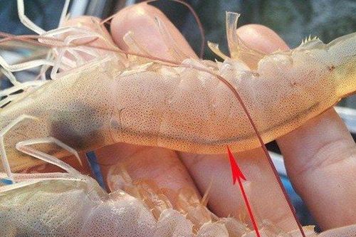 Không cần bóc vỏ, chỉ tôm được lấy ra cực dễ chỉ bằng 1 chiếc thìa