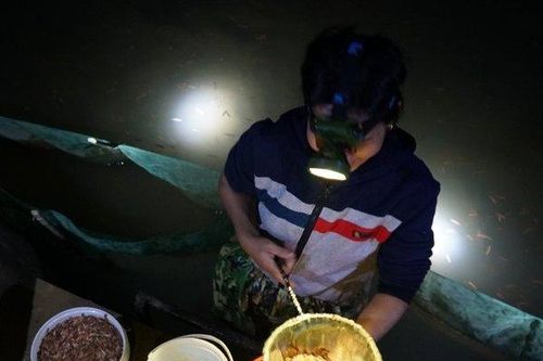 Chong đèn vớt 'lộc trời' mỗi đêm bỏ túi gần chục triệu đồng