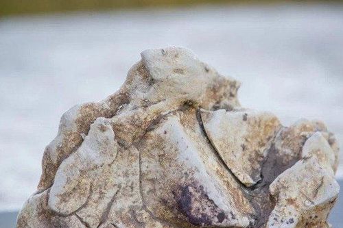 Lão ngư dân nghèo nhặt được 'vật thể lạ' được cho là báu vật của biển