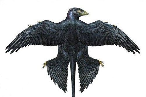 Khủng long lông vũ đuôi công