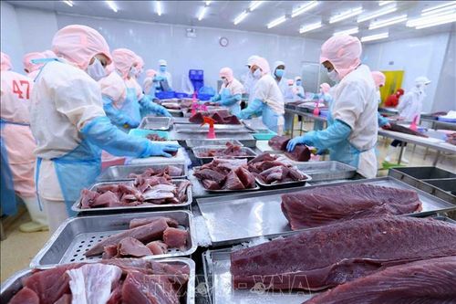 Khắc phục khó khăn để giữ thị trường xuất khẩu cá ngừ