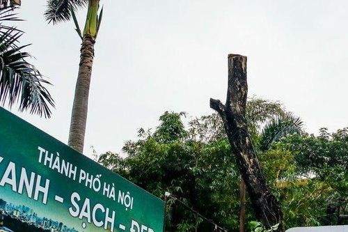 Hà Nội: Di chuyển sưa đỏ phục vụ thi công đường sắt trên cao