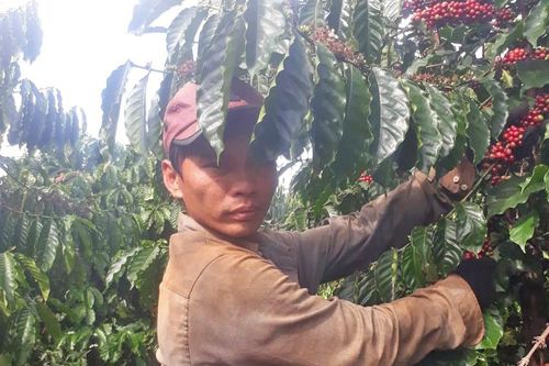 Gia Lai khan hiếm lao động thu hoạch cà phê