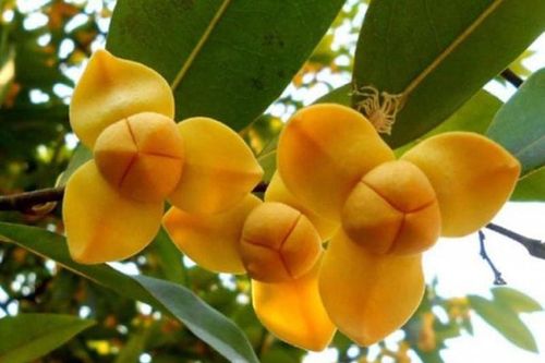 Ngắm loài hoa độc đáo được chọn làm biểu tượng của Campuchia