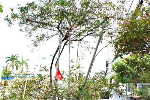 Ông chủ tiết lộ cách chăm vườn hồng cổ bạc tỷ giữa lòng Sài Gòn