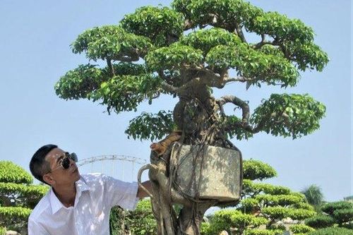 Cây cảnh 'Chuyện tình cây và cối' thế độc lạ thu hút nhiều người xem