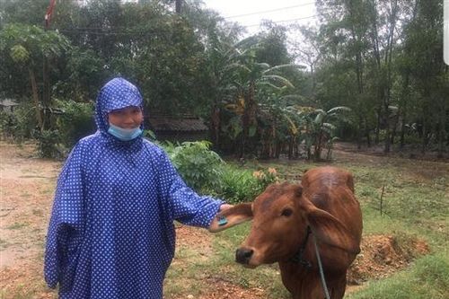 Trao bò sinh sản và vịt giống cho người dân vùng lũ