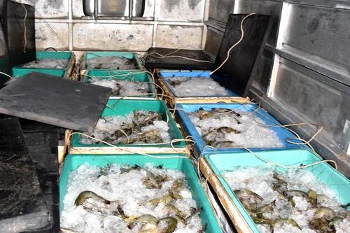 Bắt quả tang xe tải chở 400kg tôm bơm tạp chất