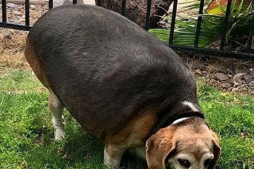 Giảm 13kg, chú chó 'lột xác ngoạn mục' trở thành... chuẩn soái ca