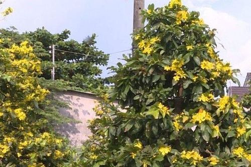 Mai vàng nở hoa sớm, nông dân làng mai Phước Định lo lắng