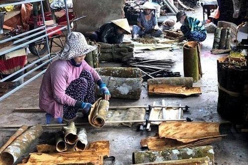 Quảng Ngãi: Sản phẩm quế Trà Bồng được cấp đăng ký chỉ dẫn địa lý