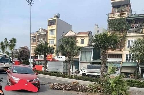 Không làm chủ tốc độ, tài xế húc đổ cây