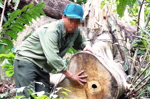 Khởi tố thêm 12 lâm tặc trong vụ phá rừng giáp ranh Phú Yên