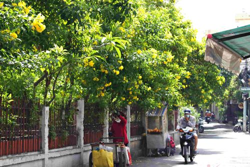 Hoa huỳnh liên nở vàng rực giữa ngày Sài Gòn se lạnh