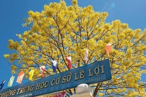 Kỳ lạ cây phượng bỗng nở hoa vàng rực rỡ giữa mùa đông lạnh giá