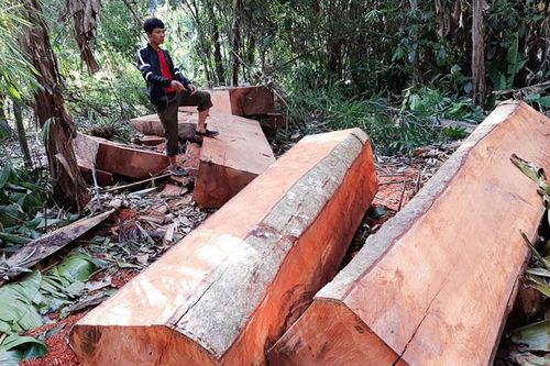 Lâm Hà: Khẩn trương điều tra vụ phá trên 16 mét khối gỗ