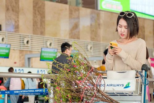 Đào, mai Tết có thể gửi qua máy bay