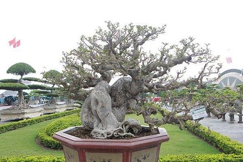 Ngắm cây dâm bụt mọc bờ rào thế 'lạ', qua tay nghệ nhân hóa siêu phẩm