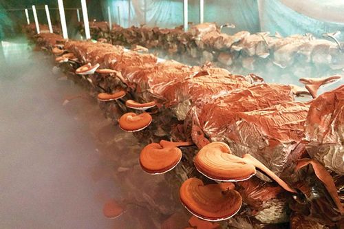 Xây dựng thương hiệu nấm linh chi Tri Thức