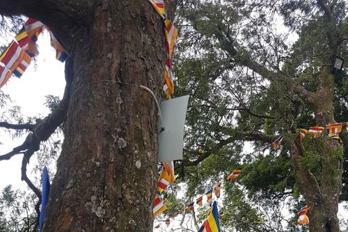 Cây Xích Tùng Yên Tử đã 'thượng thọ' bao nhiêu hoa giáp?