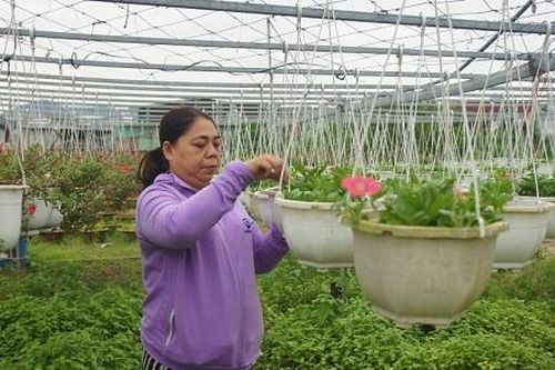 Nông dân Đà Nẵng sẵn sàng vụ hoa Tết
