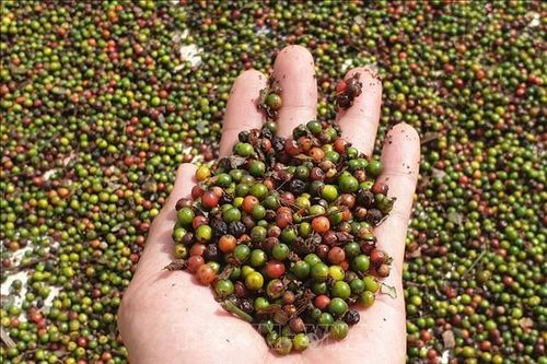 Giá tiêu hôm nay 25/12: Giao dịch trầm lắng, người nông dân đối mặt với nhiều mối lo mới