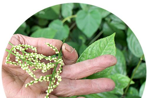 Đậm đà vị chè xanh Mai Miếu