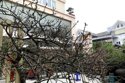 Hiểu về 'đào rừng', cây tự nhiên siêu hiếm, toàn hàng nhà trồng trên đồi