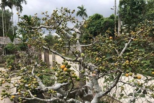 Mê hồn cây sanh cổ không lá nhưng quả chi chít đầy cành