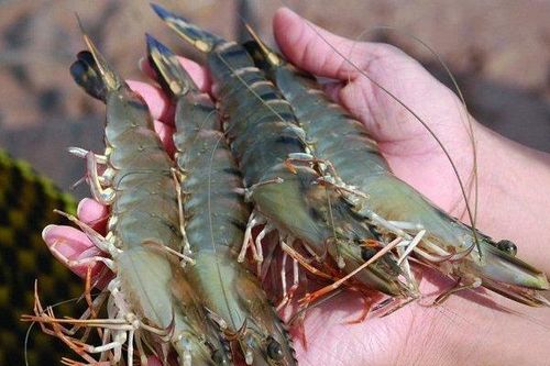 Thêm bước này tôm bảo quản trong tủ lạnh để lâu vẫn ngon như mới