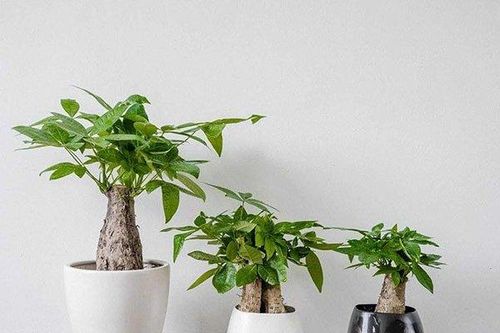 Người mệnh Kim nên trồng những cây phong thủy nào để chiêu tiền tài
