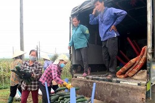 Hạ Hòa thúc đẩy giải quyết việc làm