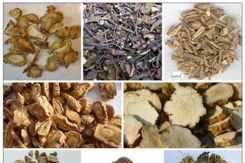 Độc hoạt tang ký sinh trị bệnh cơ xương khớp