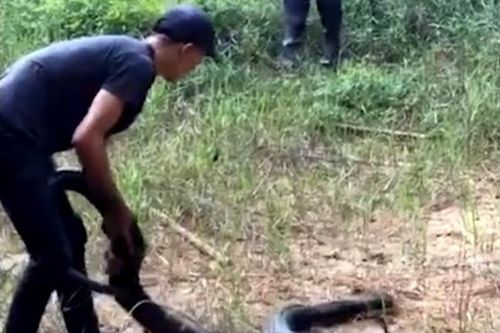 Thả rắn hổ mang chúa nặng 21 kg về tự nhiên