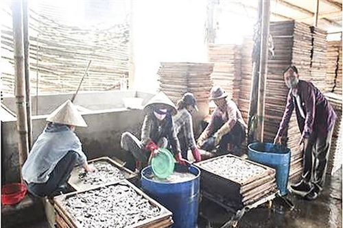 Hiệu quả từ mô hình chế biến cá hấp đảm bảo an toàn thực phẩm