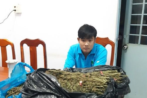 Bắt giữ hàng chục kg thảo mộc nghi là cần sa
