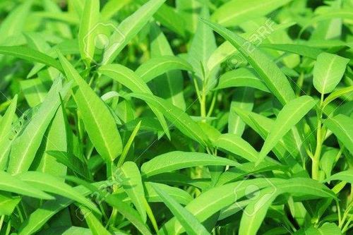 Loại rau có công dụng chẳng kém thần dược, ăn vào khỏe trong đẹp ngoài